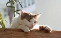 Cat photography with Nikon D7100 (review and samples)