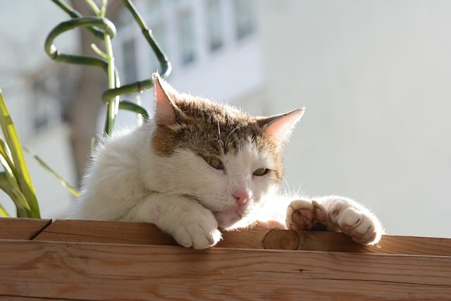 Cat photography (Nikon D7100 sample photos)