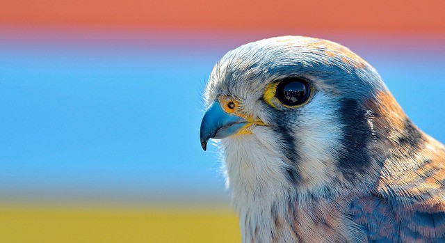 Bird and nature photography with Nikon D850