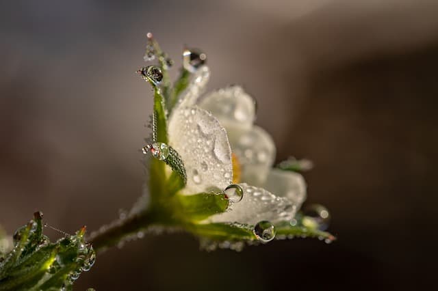 Photo of a flower with raindrops. Macro photography with Rebel T6i.