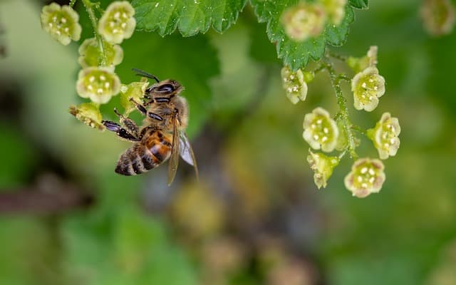 Nature photography with Canon Rebel T6i. Photo of a bee collecting pollen.