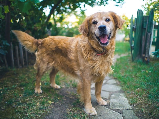 Dog portrait with Panasonic Lumix G7 (great camera for Instagram photos too).