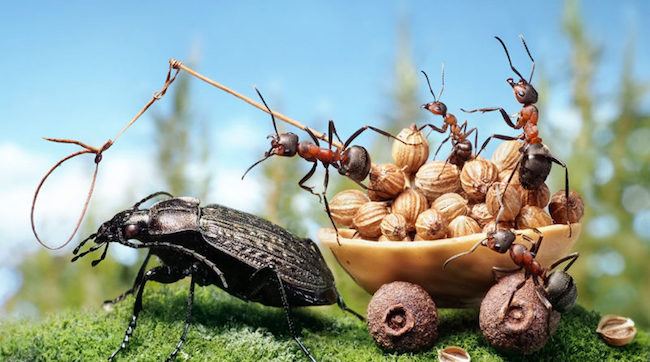 A photograph of ants: An example of finding one's personal photography style